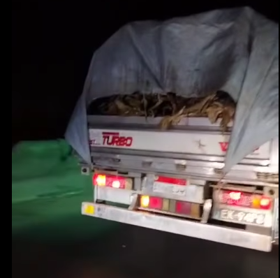 فيديو نقل كلاب مقتولة أعلى محور 26 يوليو