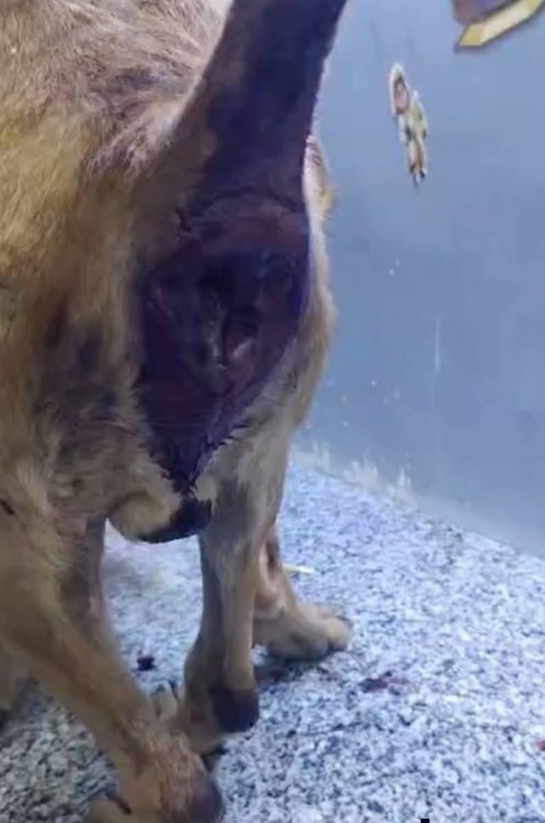 واقعة كلب السويس