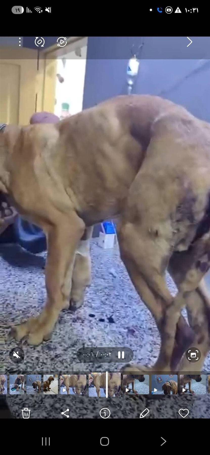 واقعة كلب السويس