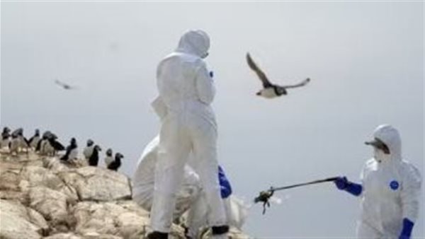 إنفلونزا- أرشيفية