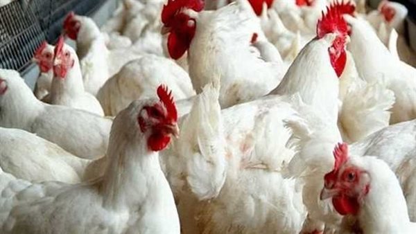 اسعار الفراخ البيضاء