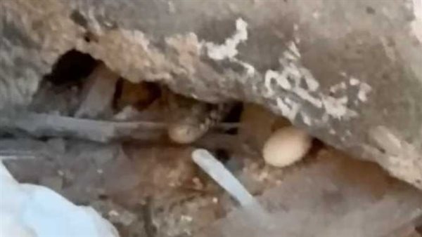 جانب من الحدث 