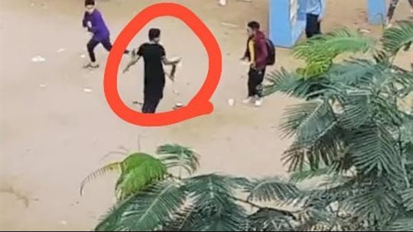 فيديو القطة النافقة